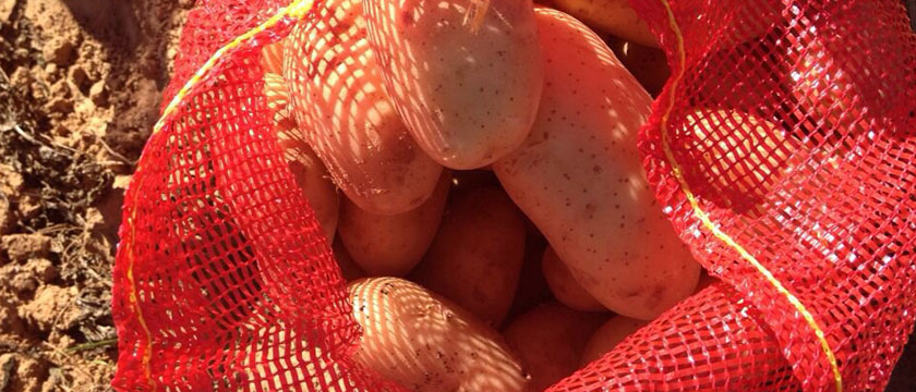 fruit-logistica-news-item